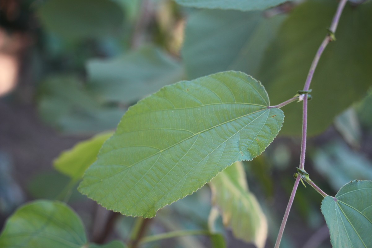 Grewia tiliifolia Vahl